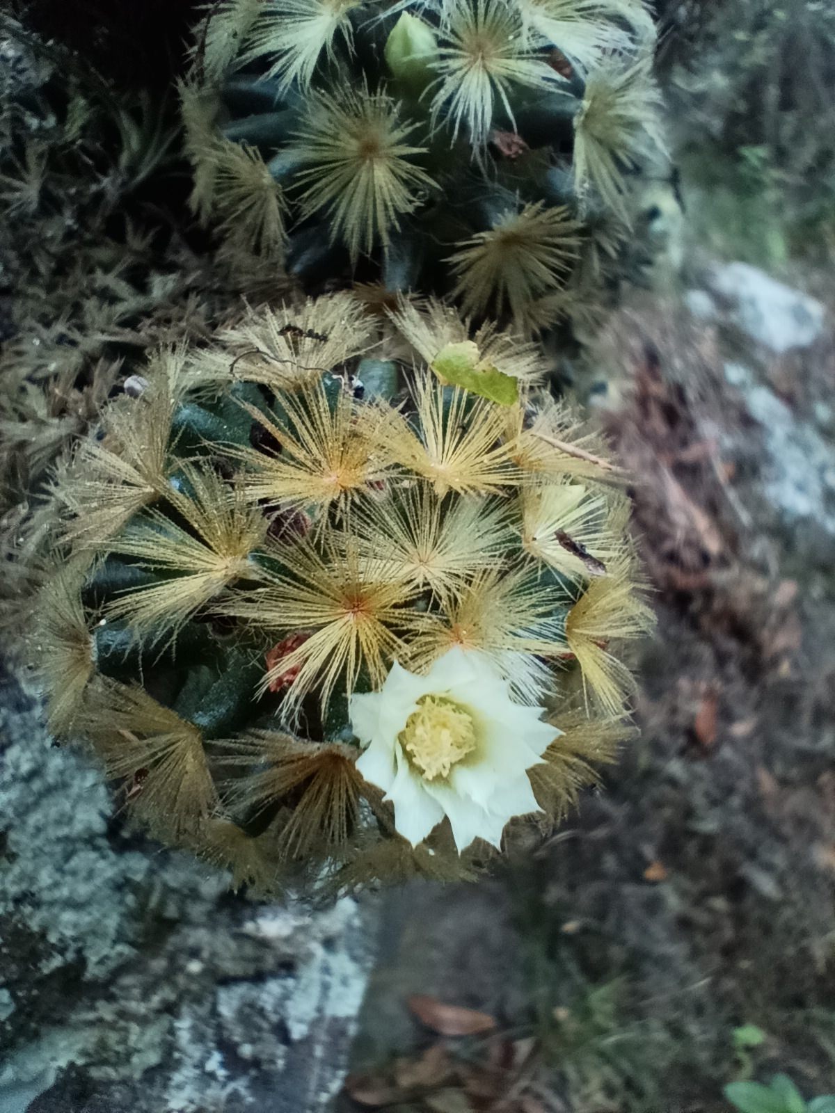 Mammillaria carmenae
